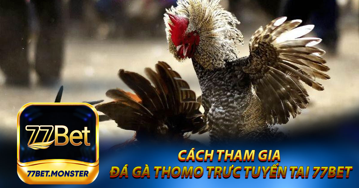 Cách tham gia đá gà Thomo trực tuyến tại 77bet