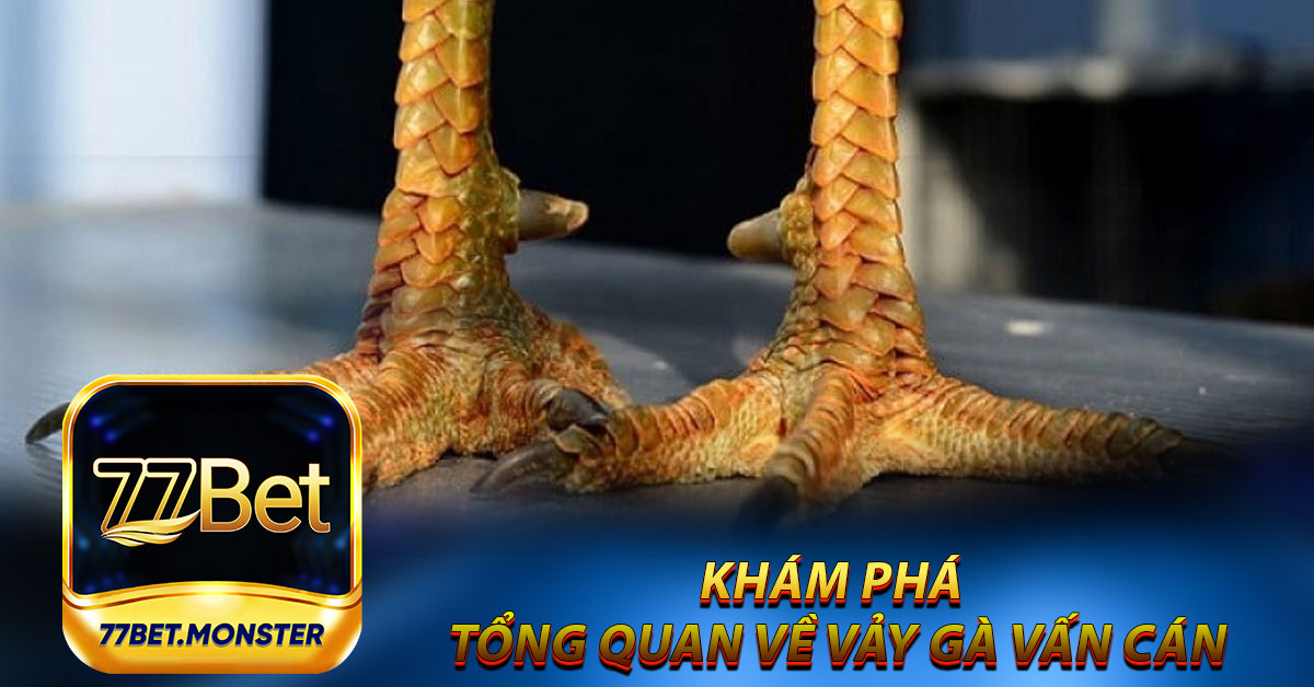 Khám phá tổng quan về vảy gà vấn cán