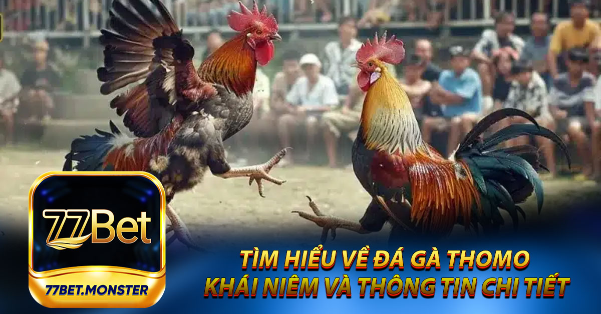 Tìm hiểu về đá gà Thomo - Khái niệm và thông tin chi tiết