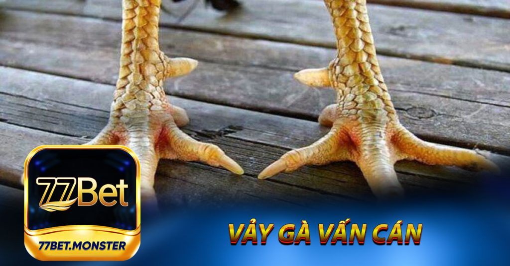 Vảy Gà Vấn Cán