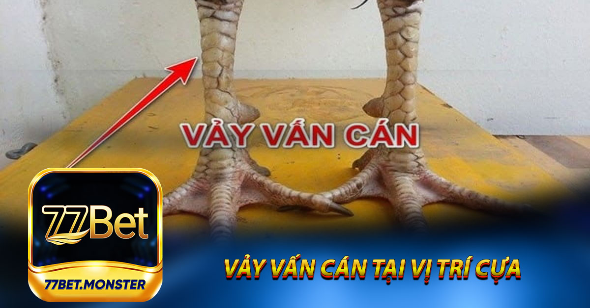 Vảy vấn cán tại vị trí cựa